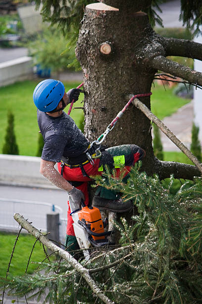 Why Choose Our Tree Removal Services in Clemson, SC?