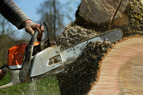 Clemson, SC Tree Services Company